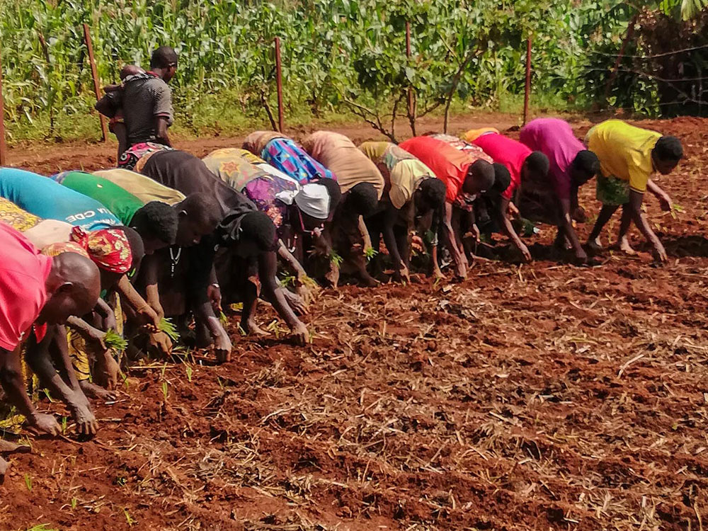 Sviluppo agricolo e sicurezza alimentare - Burundi