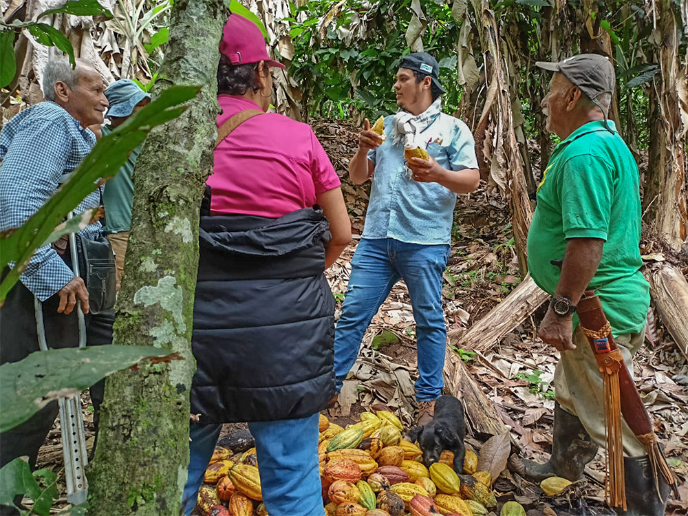 Rafforzamento associativo e cacao organico - Colombia