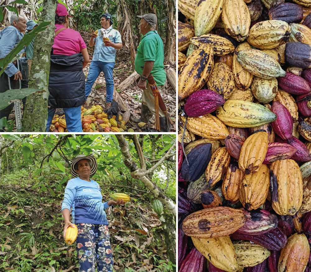 collage-huila